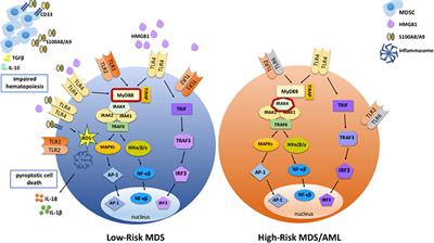 Contribution of Aberrant Toll Like Receptor Signaling to the Pathogenesis of Myelodysplastic Syndromes